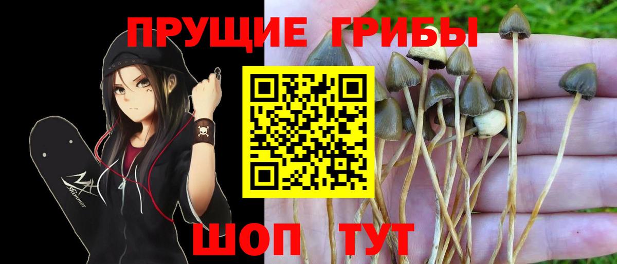 Шелехов  Галлюциногенные грибы Psilocybine cubensis  Вход с VPN  Псилоцибиновые грибы мицелий 